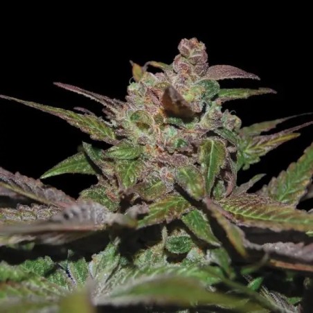 Purple Wreck Autofiorente - DNA Genetics