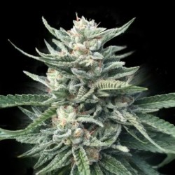 Chocolope 256 Regolare - DNA Genetics