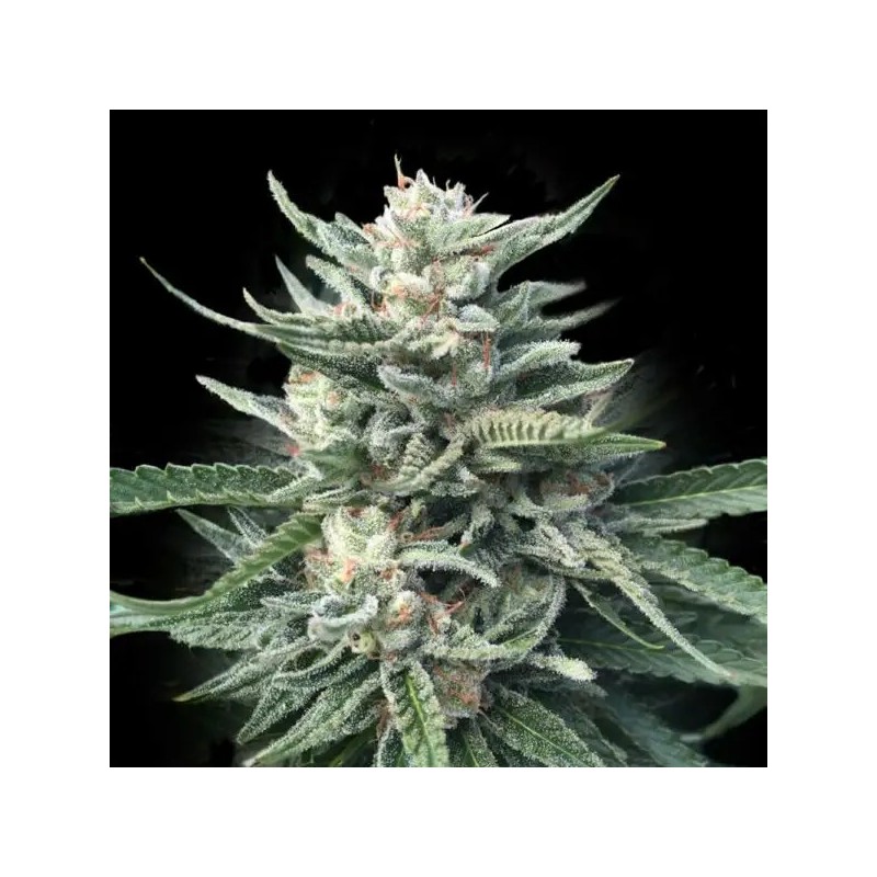 Chocolope 256 Regolare - DNA Genetics