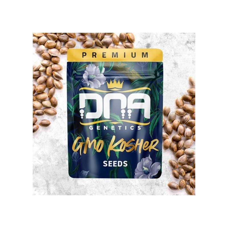 GMO Kosher Femminizzata - DNA Genetics