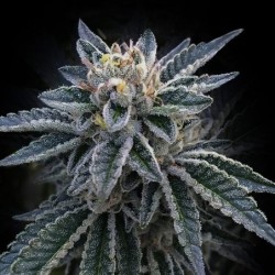 3Peat Femminizzata - DNA Genetics