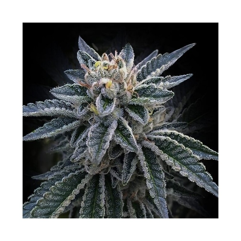 3Peat Femminizzata - DNA Genetics