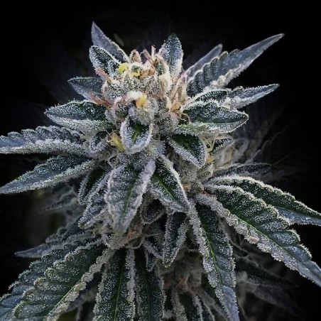 3Peat Femminizzata - DNA Genetics