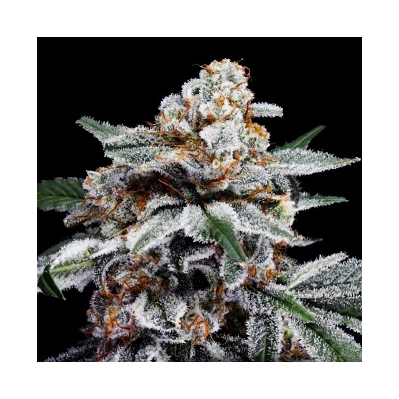 Canelo Autofiorente - DNA Genetics