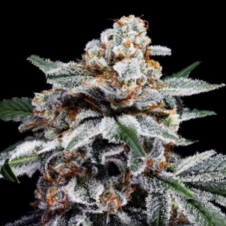 Canelo Autofiorente - DNA Genetics