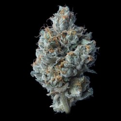 Challah Cake Femminizzata - DNA Genetics