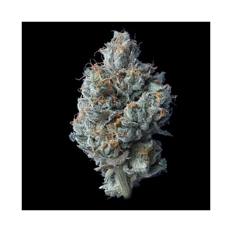 Challah Cake Femminizzata - DNA Genetics