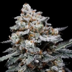 CheMACal Romance Autofiorente - DNA Genetics