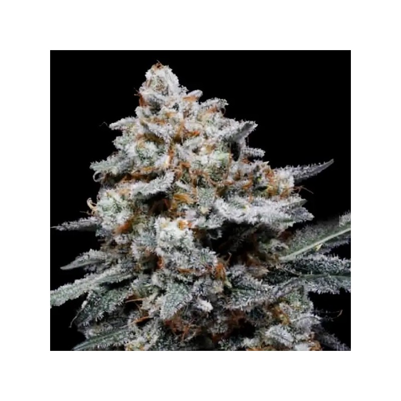 CheMACal Romance Autofiorente - DNA Genetics