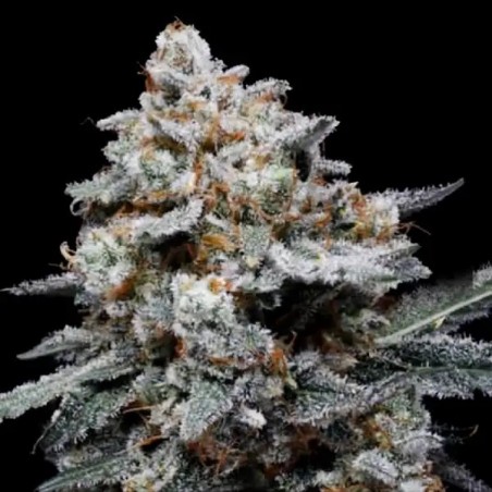 CheMACal Romance Autofiorente - DNA Genetics