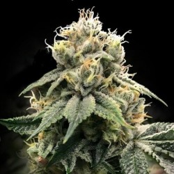 Chocolate Truffle Shuffle (C.T.S.) Femminizzata - DNA Genetics
