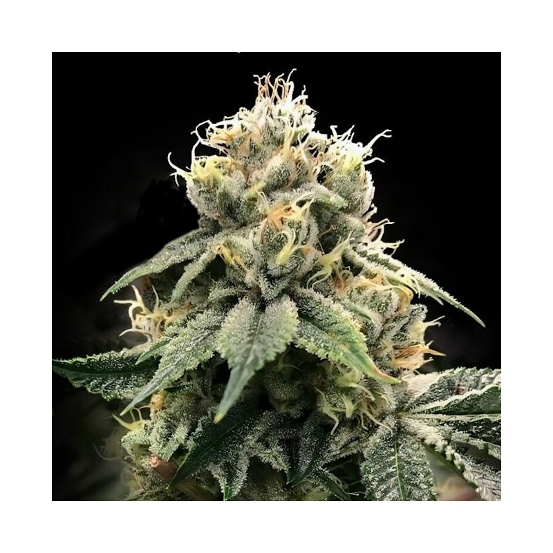 Chocolate Truffle Shuffle (C.T.S.) Femminizzata - DNA Genetics