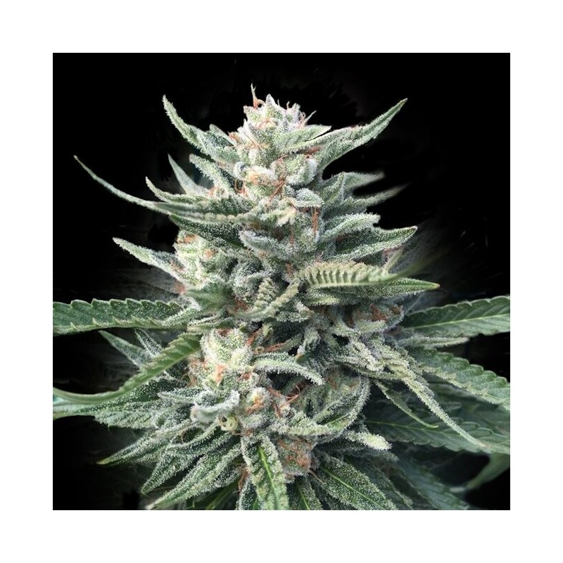 Chocolope 256 Femminizzata - DNA Genetics