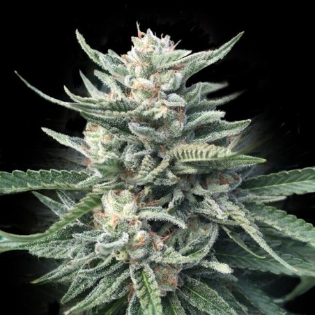 Chocolope 256 Femminizzata - DNA Genetics