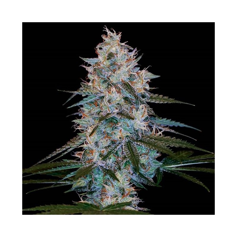 Chocolope Kush Regolare - DNA Genetics
