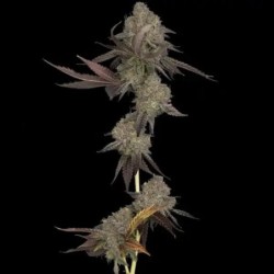 DNA Cake Autofiorente - DNA Genetics