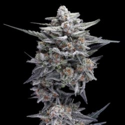 HG23 (Michael Jordan) Autofiorente - DNA Genetics