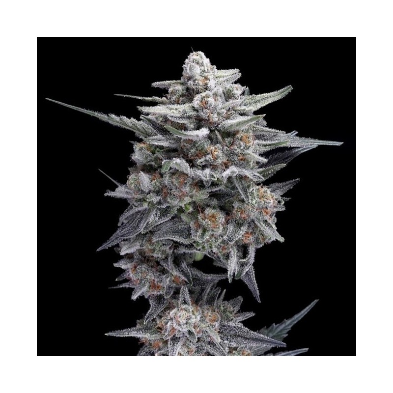HG23 (Michael Jordan) Autofiorente - DNA Genetics