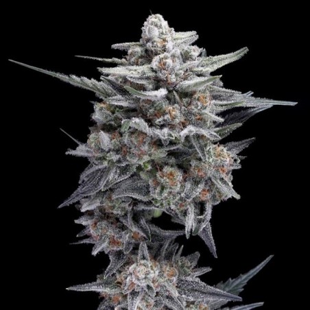 HG23 (Michael Jordan) Autofiorente - DNA Genetics