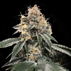 HG23 (Michael Jordan) Femminizzata - DNA Genetics