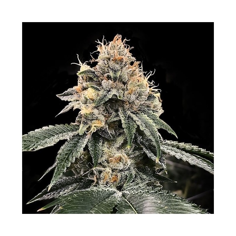 HG23 (Michael Jordan) Femminizzata - DNA Genetics