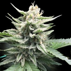 Honey Banana S1 Femminizzata - DNA Genetics
