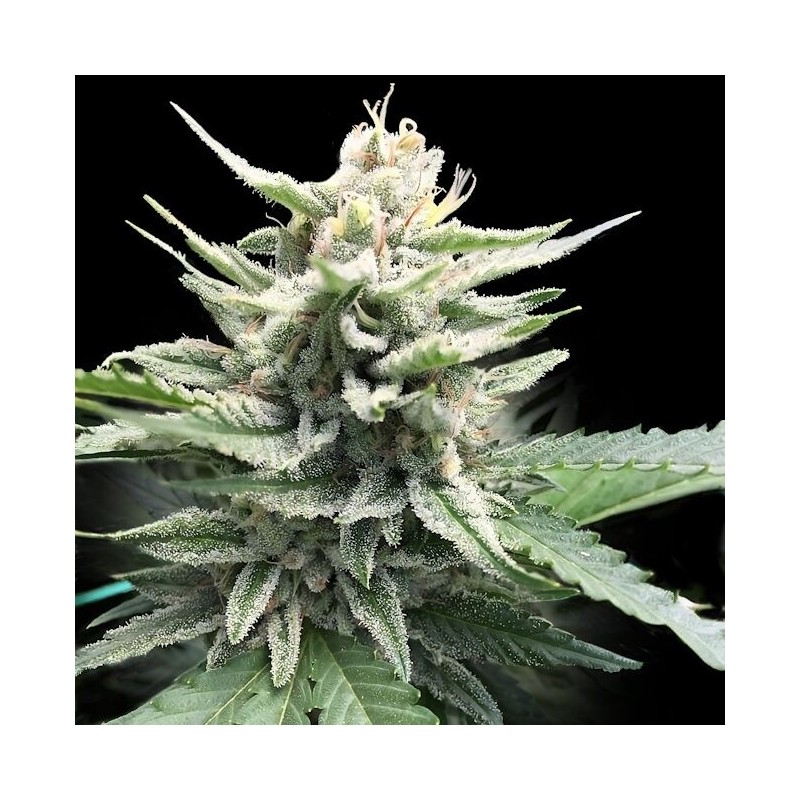 Honey Banana S1 Femminizzata - DNA Genetics