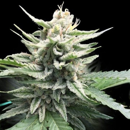Honey Banana S1 Femminizzata - DNA Genetics