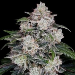 Mac N Me Autofiorente - DNA Genetics