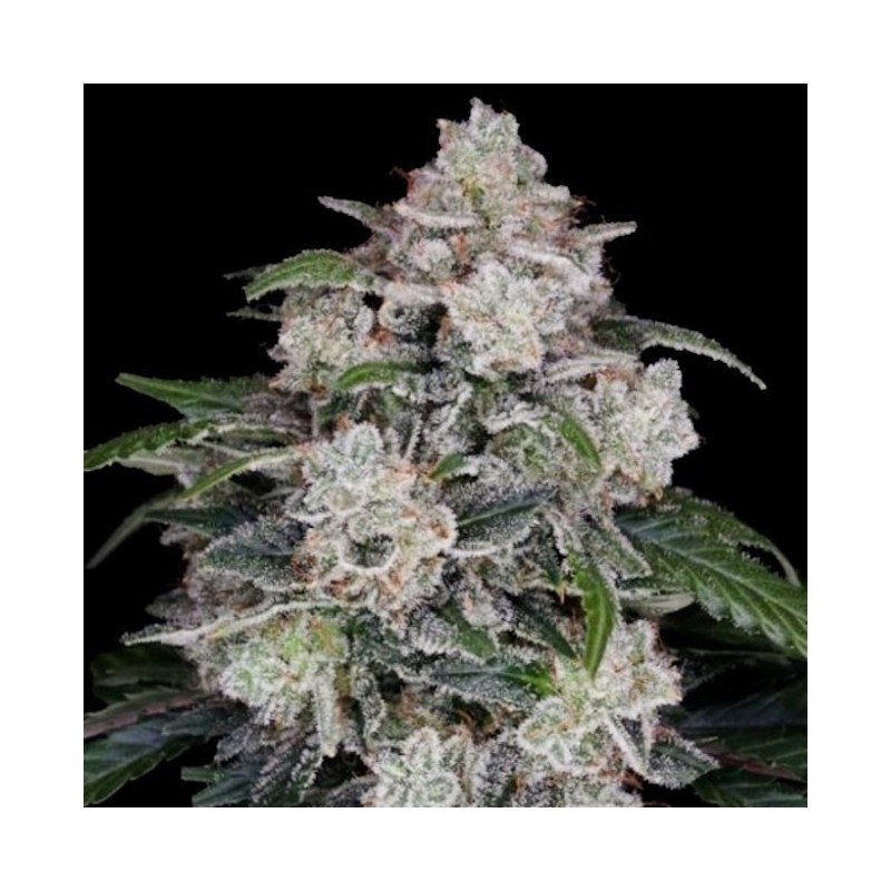 Mac N Me Autofiorente - DNA Genetics