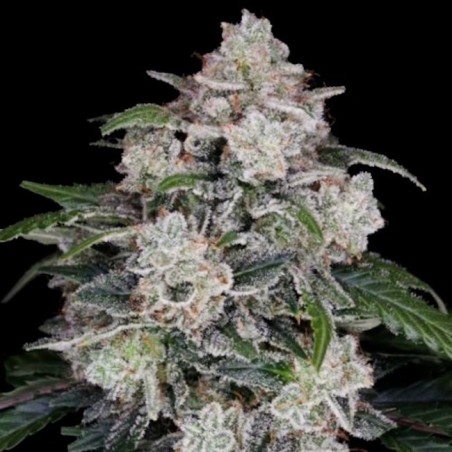 Mac N Me Autofiorente - DNA Genetics