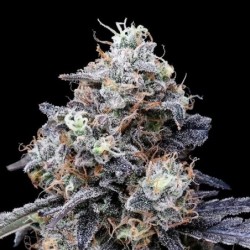MacMelon Autofiorente - DNA Genetics