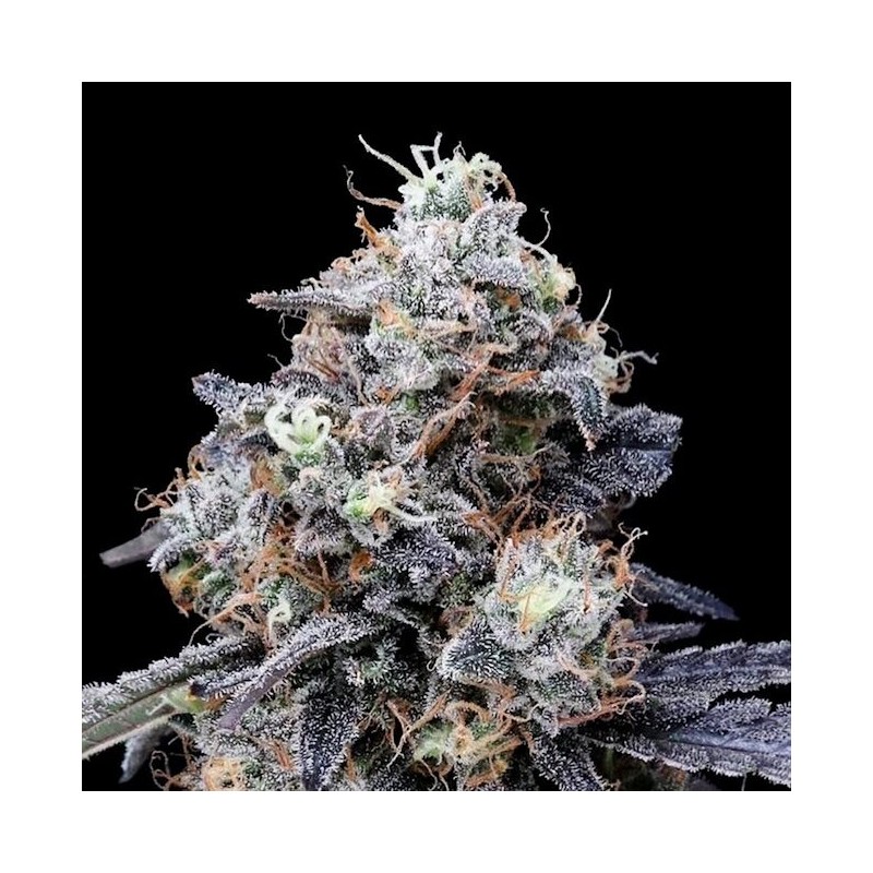 MacMelon Autofiorente - DNA Genetics
