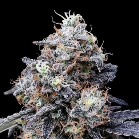 MacMelon Autofiorente - DNA Genetics