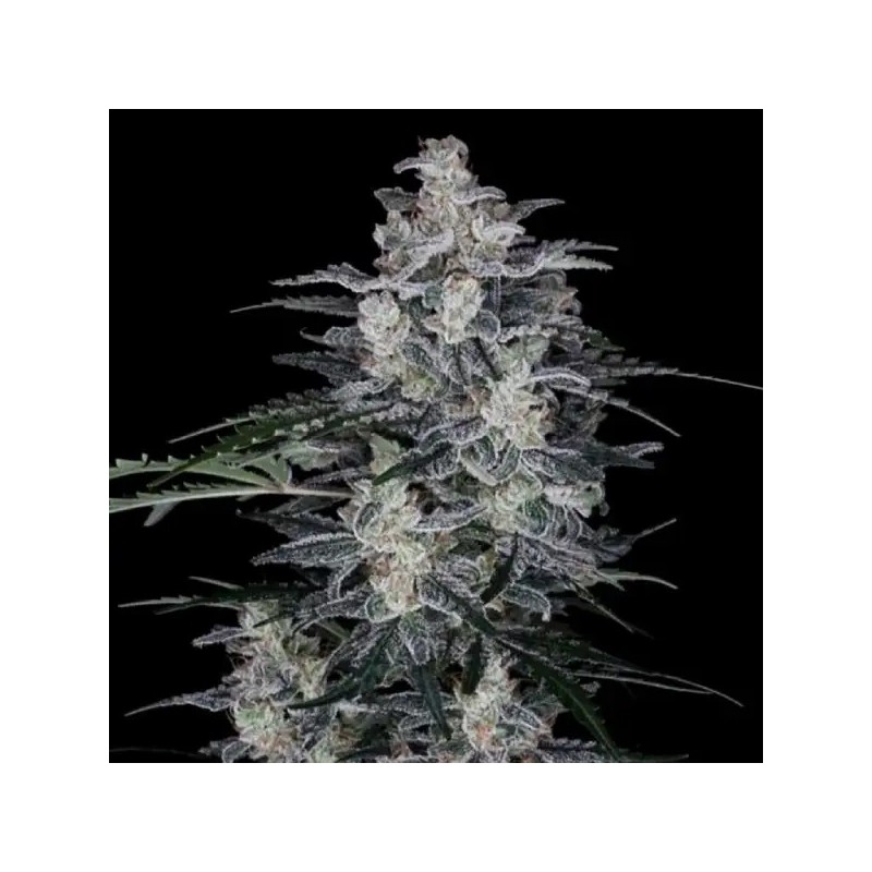 MacNana Autofiorente - DNA Genetics