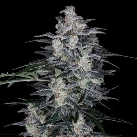 MacNana Autofiorente - DNA Genetics