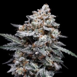 Patrick Swayze Autofiorente - DNA Genetics