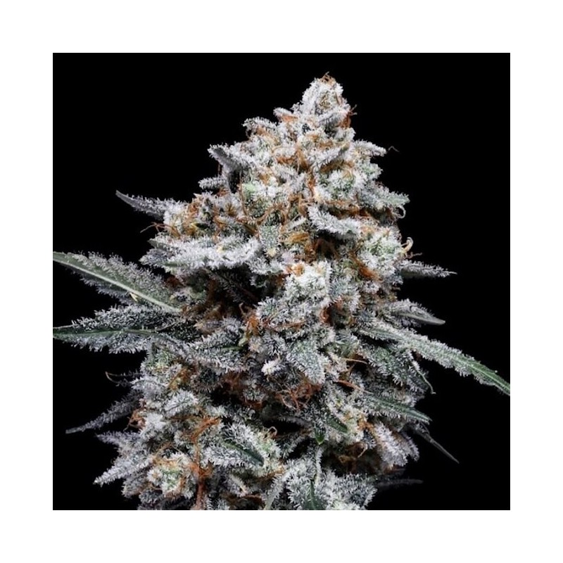 Patrick Swayze Autofiorente - DNA Genetics
