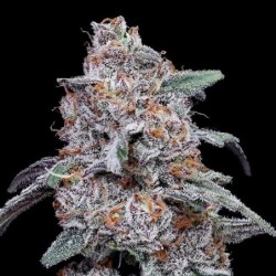 Purple People Eater Autofiorente - DNA Genetics