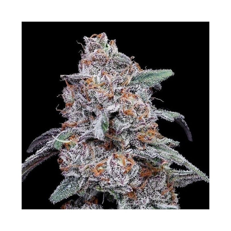 Purple People Eater Autofiorente - DNA Genetics