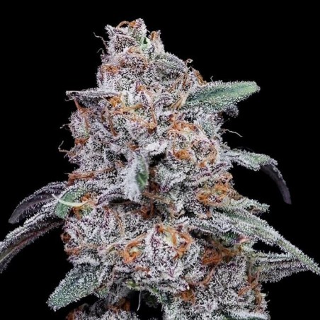 Purple People Eater Autofiorente - DNA Genetics