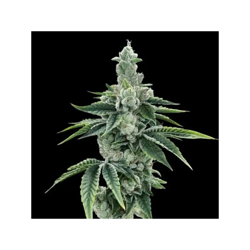 Recon 2.0 Femminizzata - DNA Genetics
