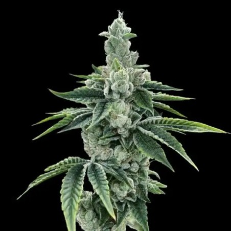 Recon 2.0 Femminizzata - DNA Genetics