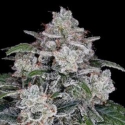 Return of the Mac Autofiorente - DNA Genetics