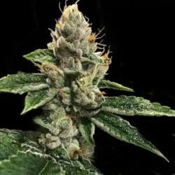 RP43 S1 (aka Richard Petty) Femminizzata - DNA Genetics