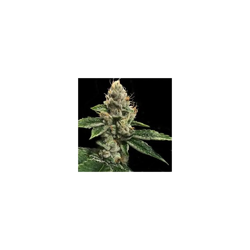 RP43 S1 (aka Richard Petty) Femminizzata - DNA Genetics