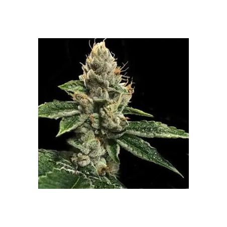 RP43 S1 (aka Richard Petty) Femminizzata - DNA Genetics