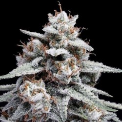 Skywalker Kush Autofiorente - DNA Genetics