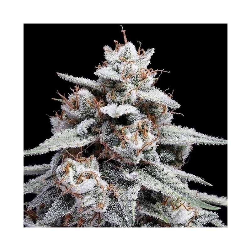 Skywalker Kush Autofiorente - DNA Genetics