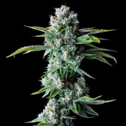 Skywalker Kush Femminizzata - DNA Genetics